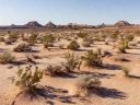 Desert landscape representing the New Mexico terrain near Roswell
